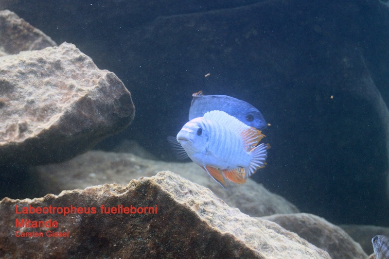 Labeotropheus fuelleborni 'Mitande Reef (Rocks)'